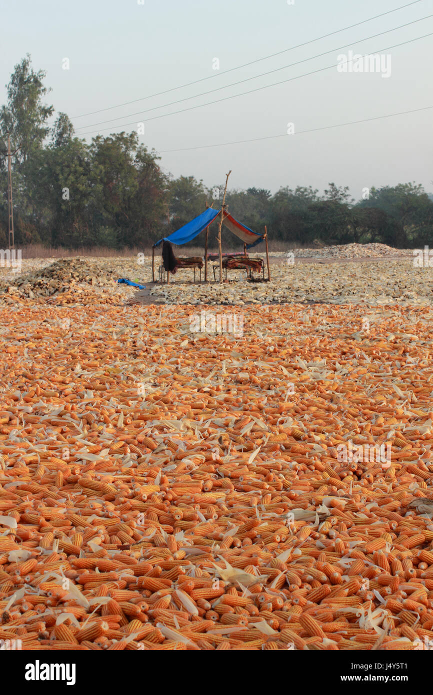 Corn exposed to the elements at village, Gujarat, India Stock Photo Alamy