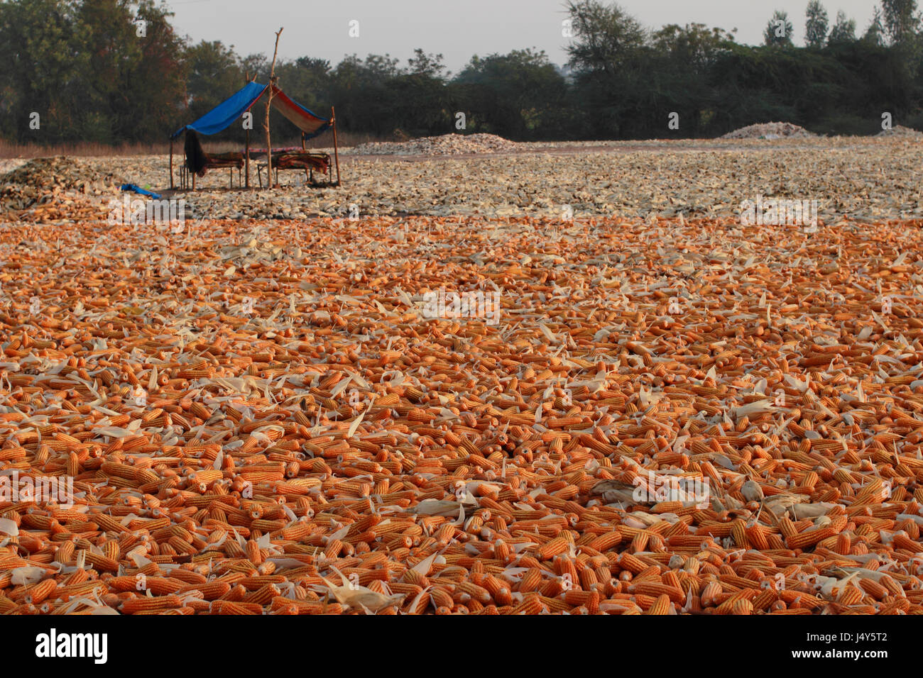 Corn Vector High Resolution Stock Photography and Images Alamy