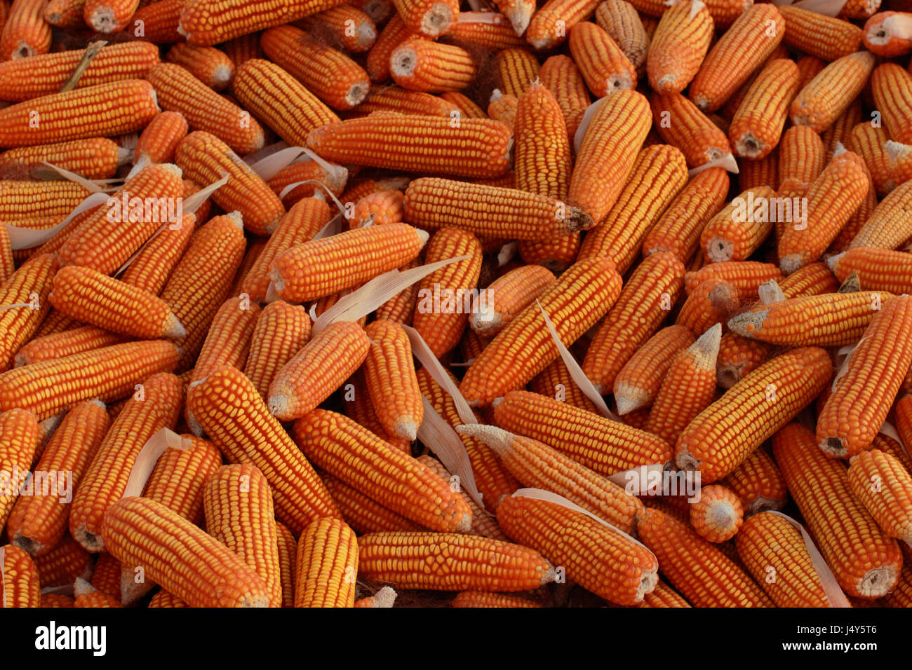 Corn exposed to the elements at village, Gujarat, India Stock Photo Alamy