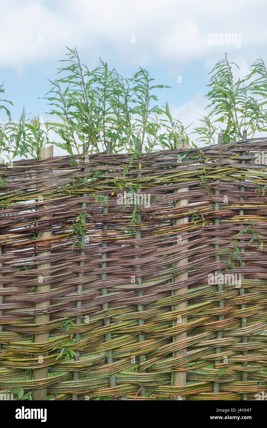 Environmentally friendly living willow fence structure - falls into both natural world and concepts of barriers, access denied, and denial of service. Stock Photo