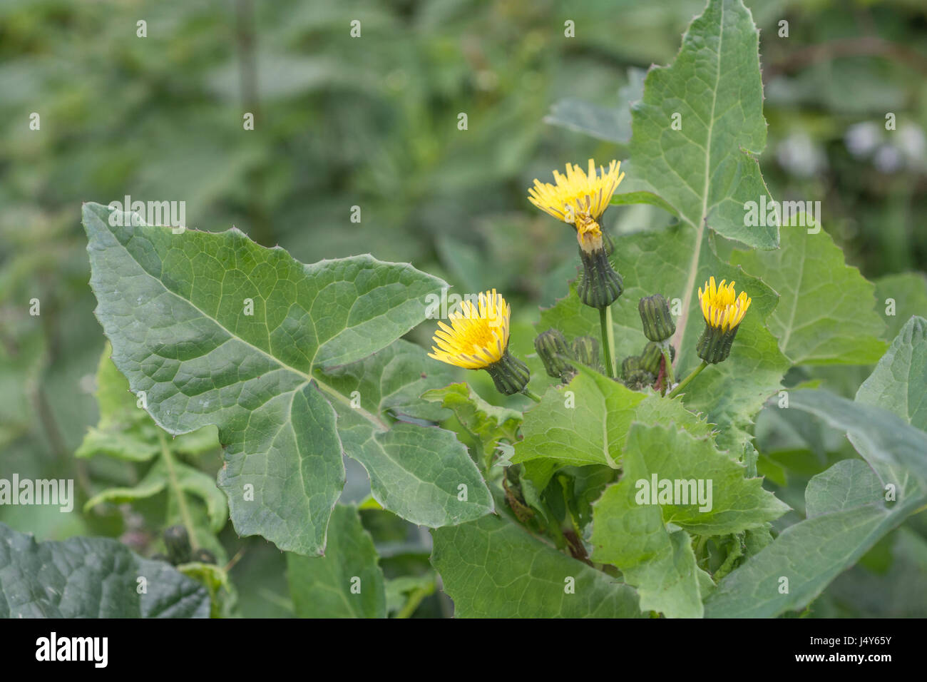 Flowering tops of Smooth Sow-thistle / Sonchus oleraceus - the leaves of which are an edible foraged wild green. Foraging & dining on the wild concept Stock Photo
