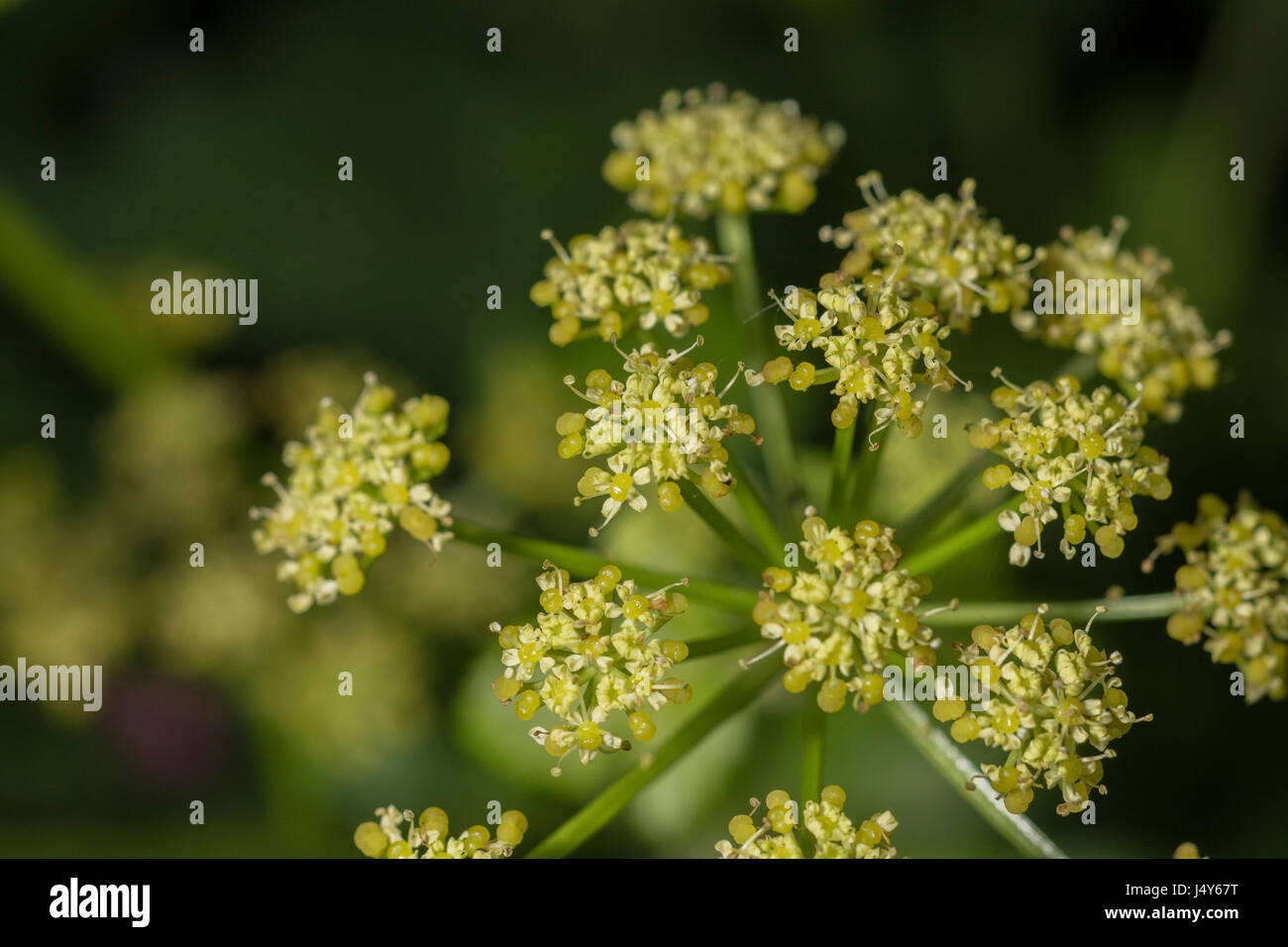 Flowers and flowerbuds of the Umbelliferous plant Alexanders / Smyrnium olusatrum - an edible foraged food, formerly cultivated as a vegetable. Stock Photo