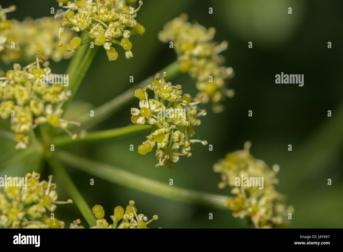 Flowers and flowerbuds of the Umbelliferous plant Alexanders / Smyrnium olusatrum - an edible foraged food, formerly cultivated as a vegetable. Stock Photo