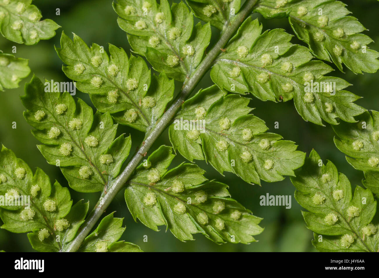 Close-up of sori of Male Fern / Dryopteris filix-mas in a mid-Cornwall hedgerow. Fern leaf texture close-up. Stock Photo