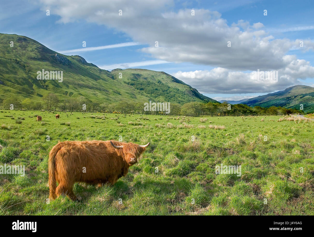 Highland cow in GlenOrchy. Scotland Stock Photo