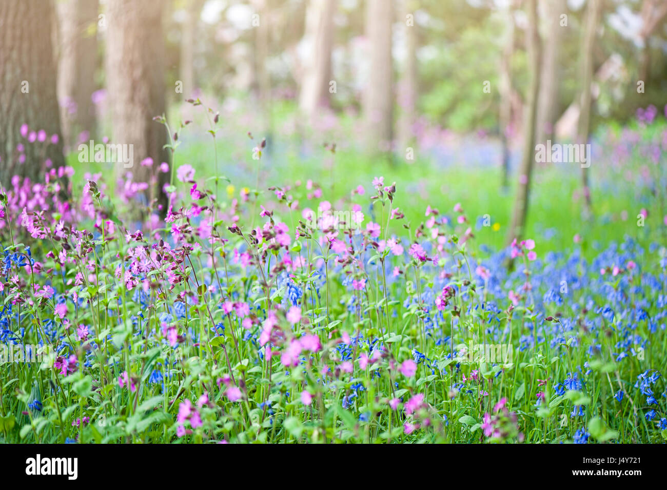 Wildflower meadow of English Bulebells  - Hyacinthoides non-scripta and Silene dioica - Red Campion flowers. Stock Photo