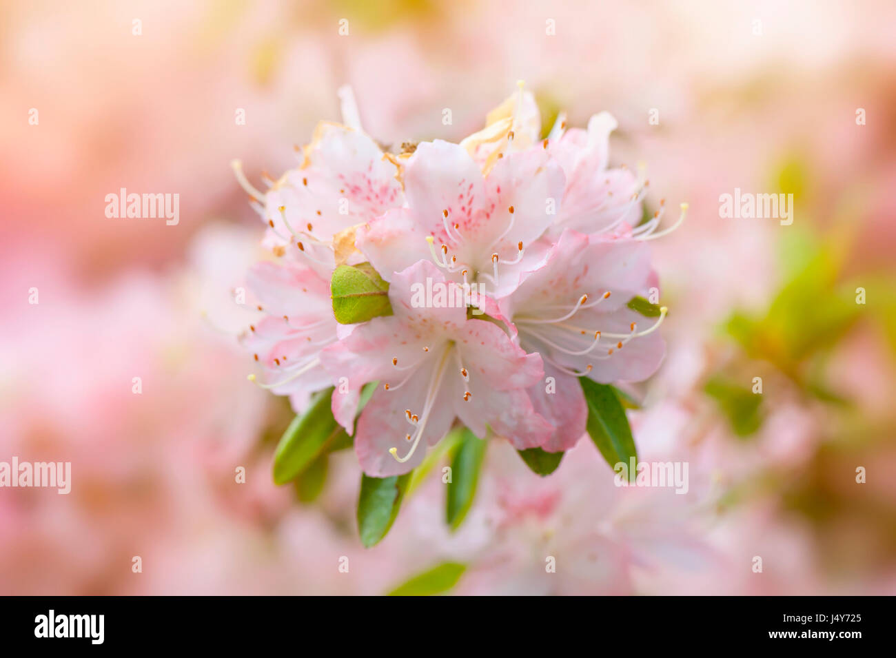 Close-up image of the beautiful, spring flowering, pale pink Azalea flowerhead, image taken against a soft light background. Stock Photo