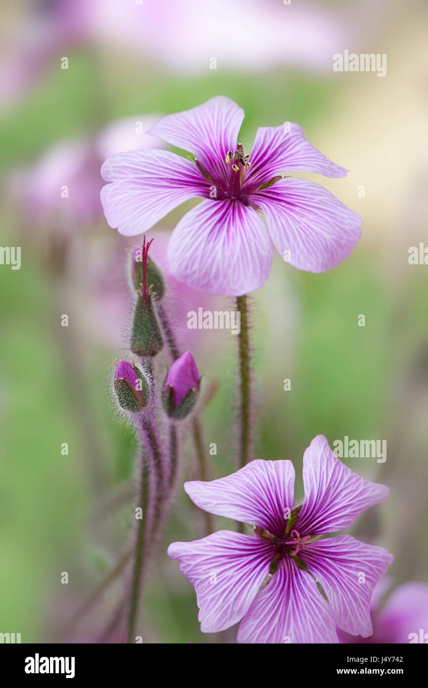 Close-up image of a purple, summer flowering Geranium Maderense flower also known as giant herb-Robert or madeira Cranesbill Stock Photo