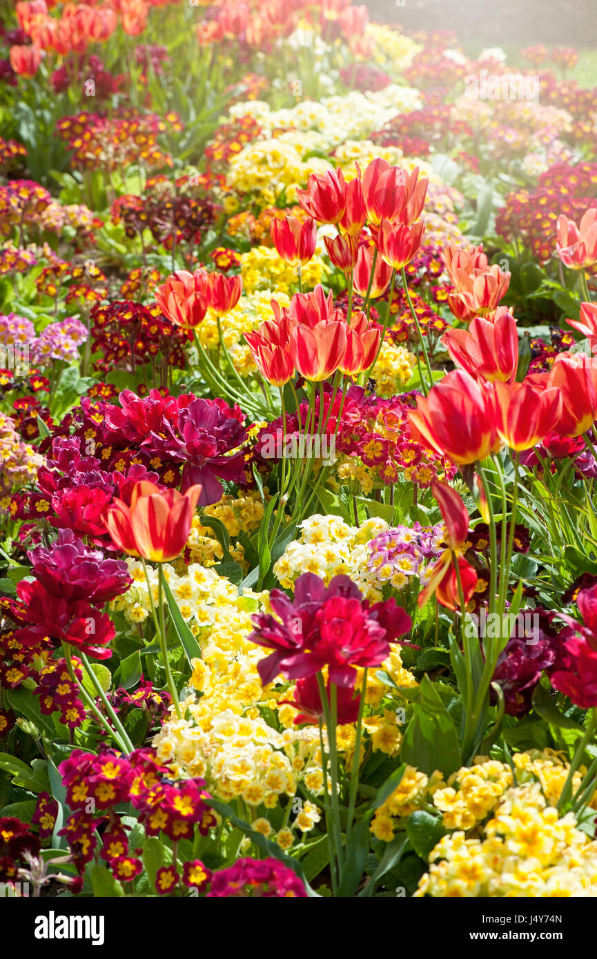 Vibrant, Colourful spring/summer flower border including Tulip flowers ...