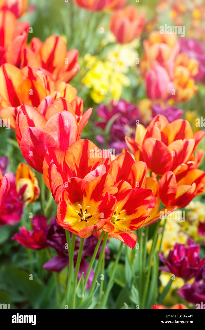 Vibrant, Colourful spring/summer flower border including Tulip flowers ...