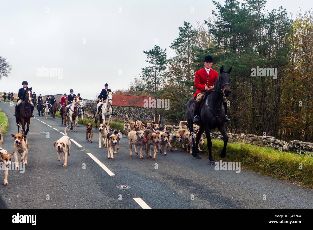Dartmoor, England 28 October 2014 Traditional fox hunting with dogs