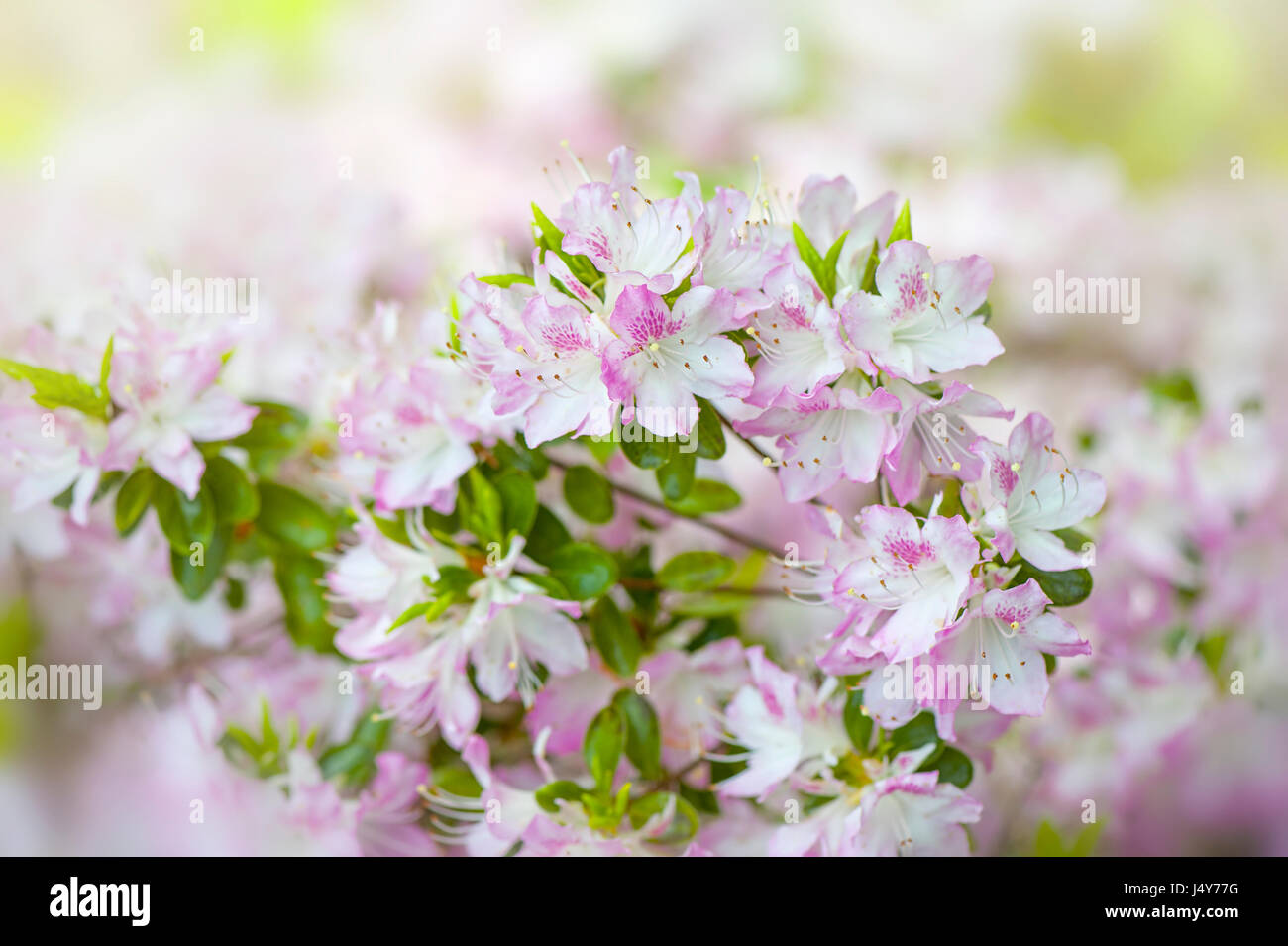 Close-up image of the pale pink, spring flowering Rhododendron 'Suga-no-ito' (Kurume) also known as Wilson 31. Stock Photo