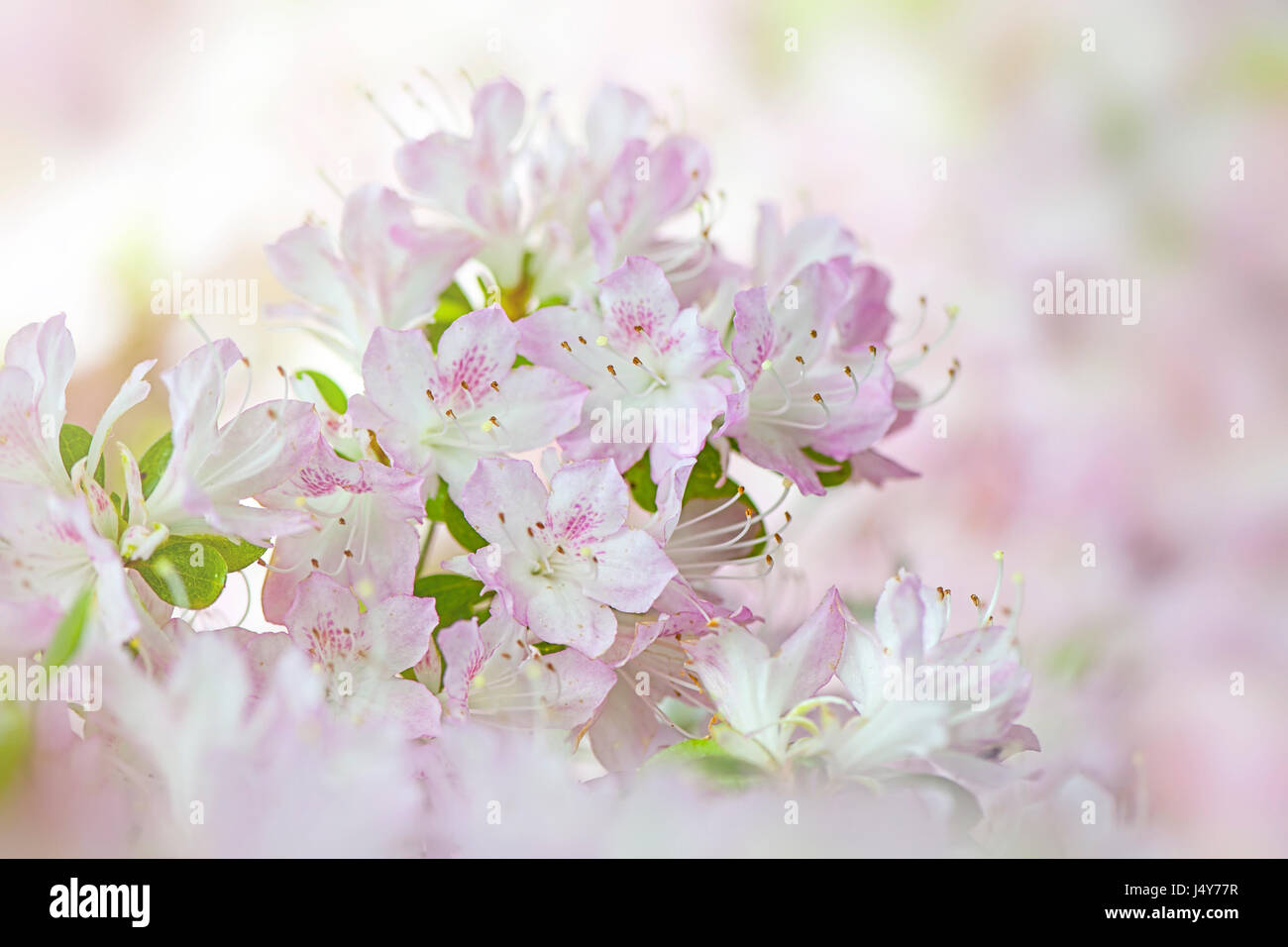 Close-up image of the pale pink, spring flowering Rhododendron 'Suga-no-ito' (Kurume) also known as Wilson 31. Stock Photo