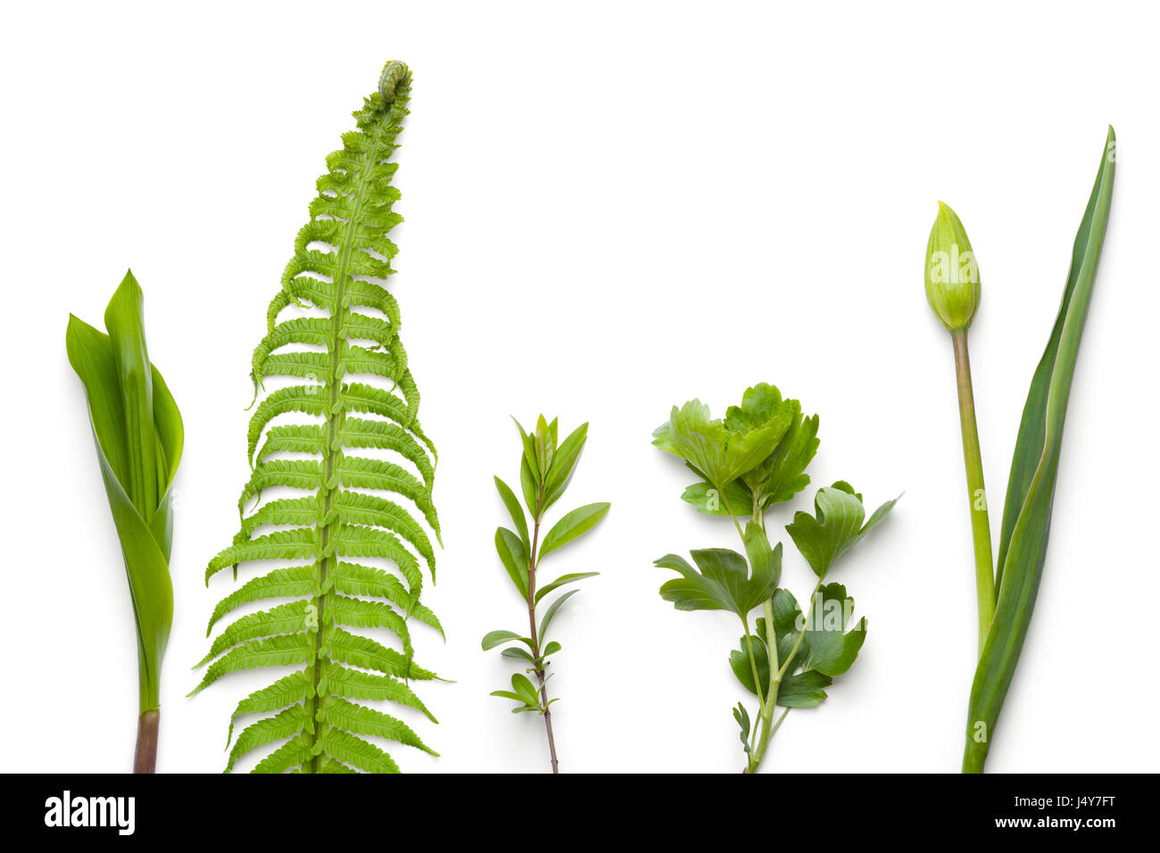 Green plants isolated on white background. Flat lay. Top view Stock Photo