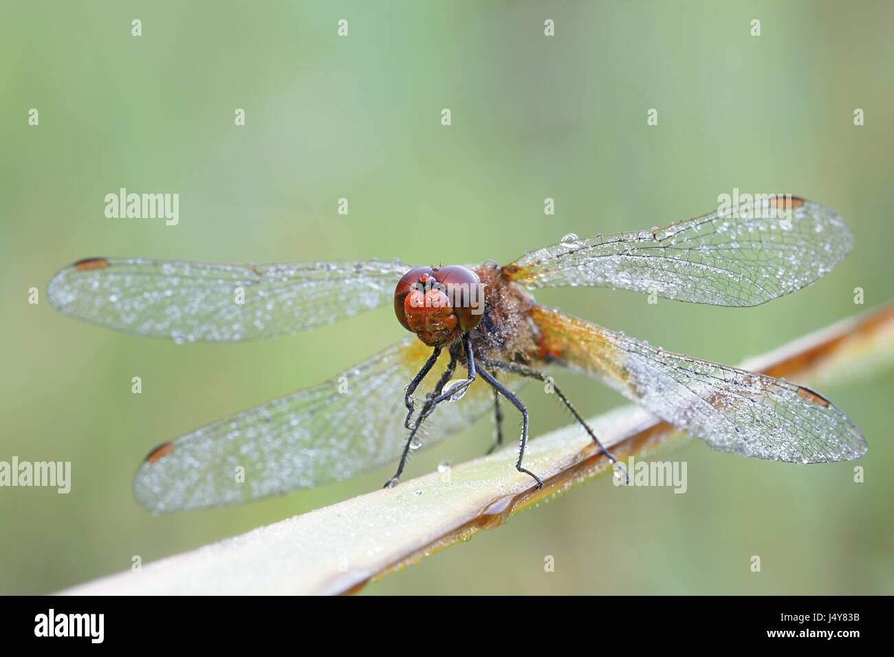 Sympetrum flaveolum hi-res stock photography and images - Alamy