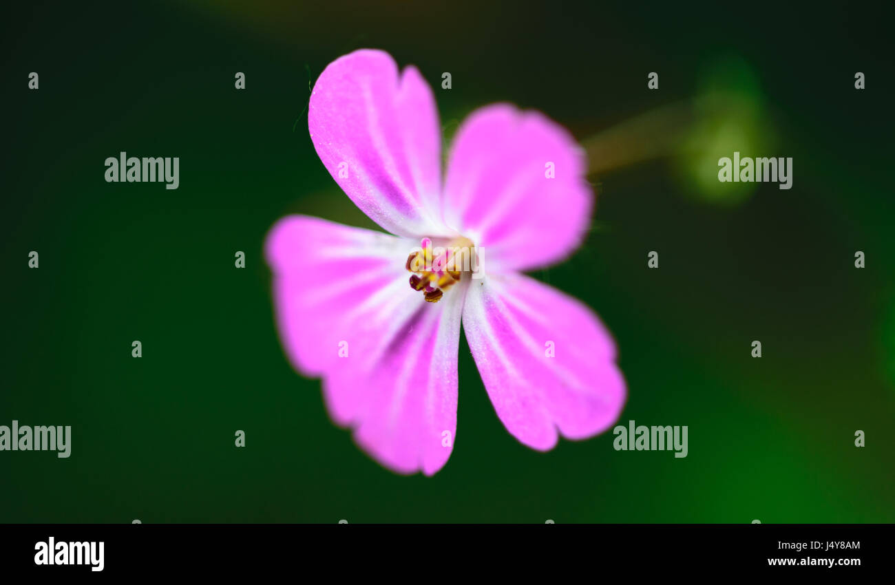 spring purple flowers Stock Photo - Alamy