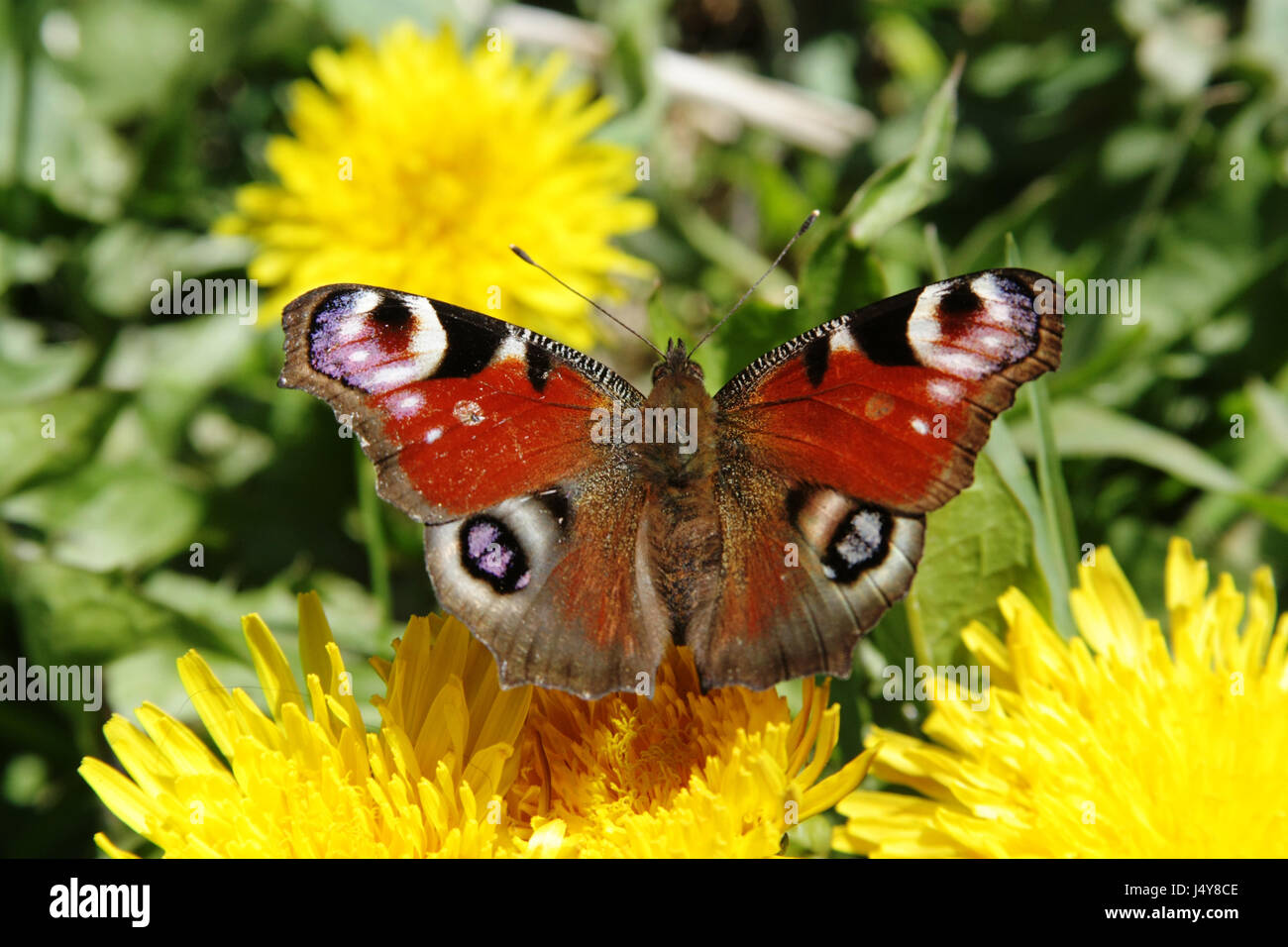 Butterfly Peacock takes off from yellow flower of dandelion Stock Photo ...