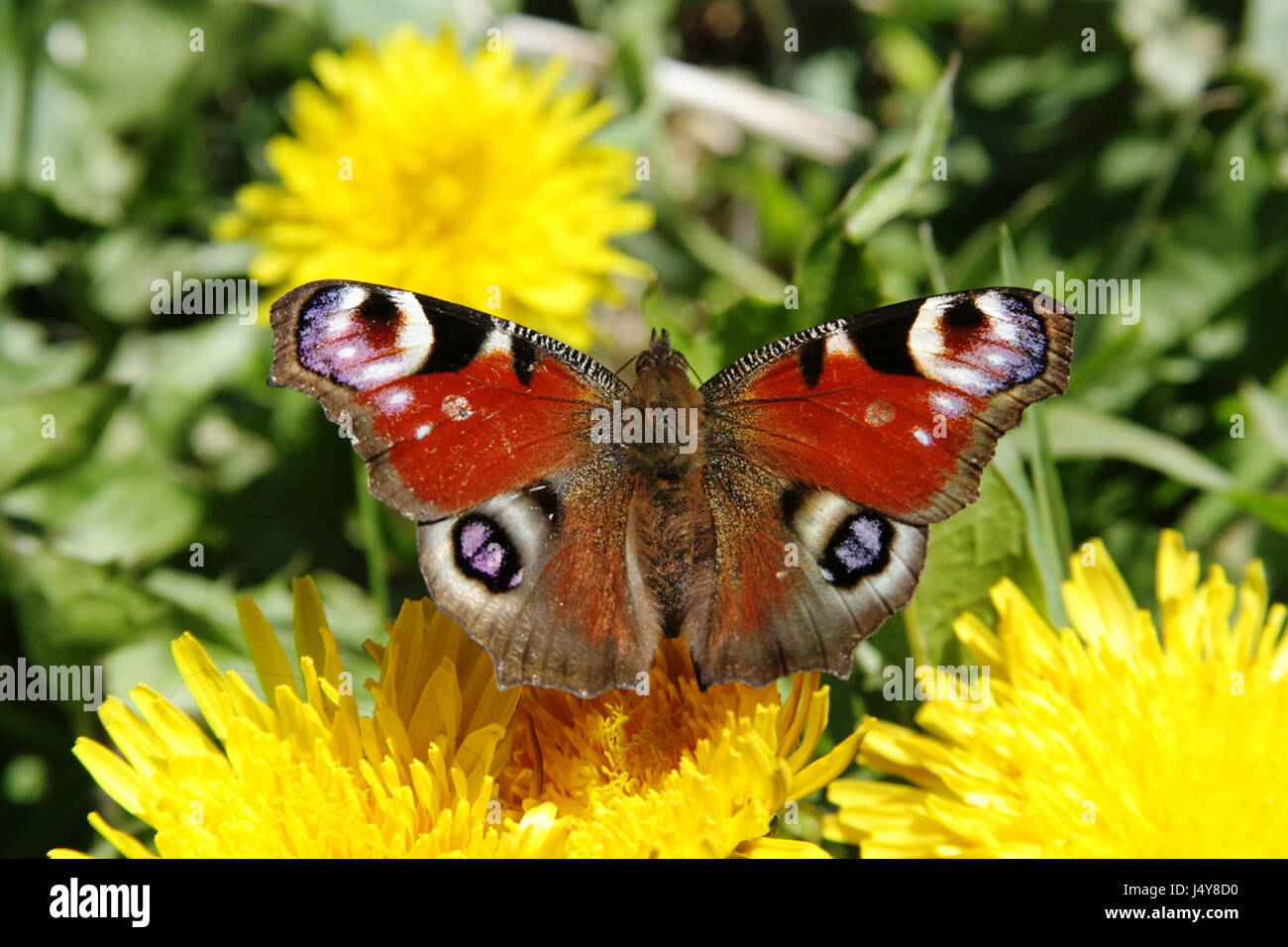 Butterfly Peacock takes off from yellow flower of dandelion Stock Photo ...