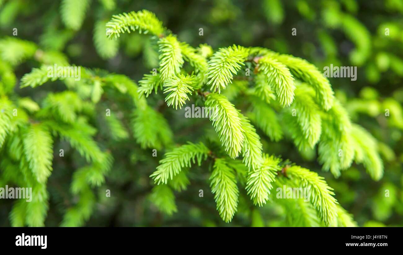 Spruce branches on a green background.The blue spruce, green spruce, white spruce. Picea Abies Stock Photo