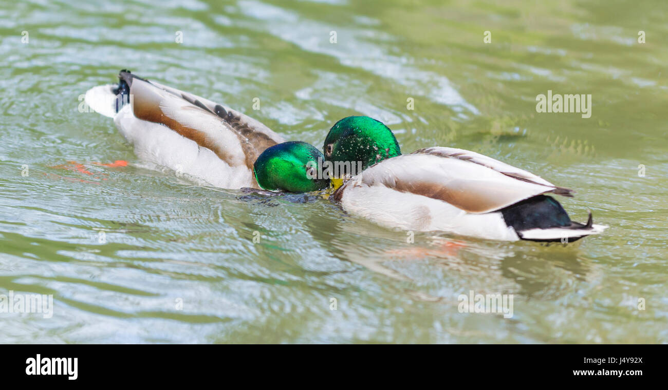 Pair of Drake Mallard Ducks (Anas platyrhynchos) face to face confronting each other in water in Arundel, West Sussex, England, UK. Stock Photo