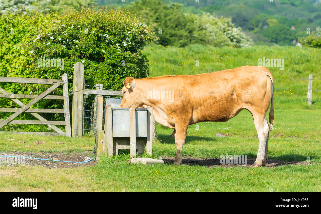 Side view of a brown cow drinking water from a trough. Stock Photo