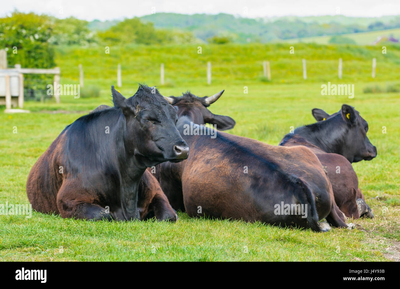 Small herd of black cows relaxing in a field. Stock Photo