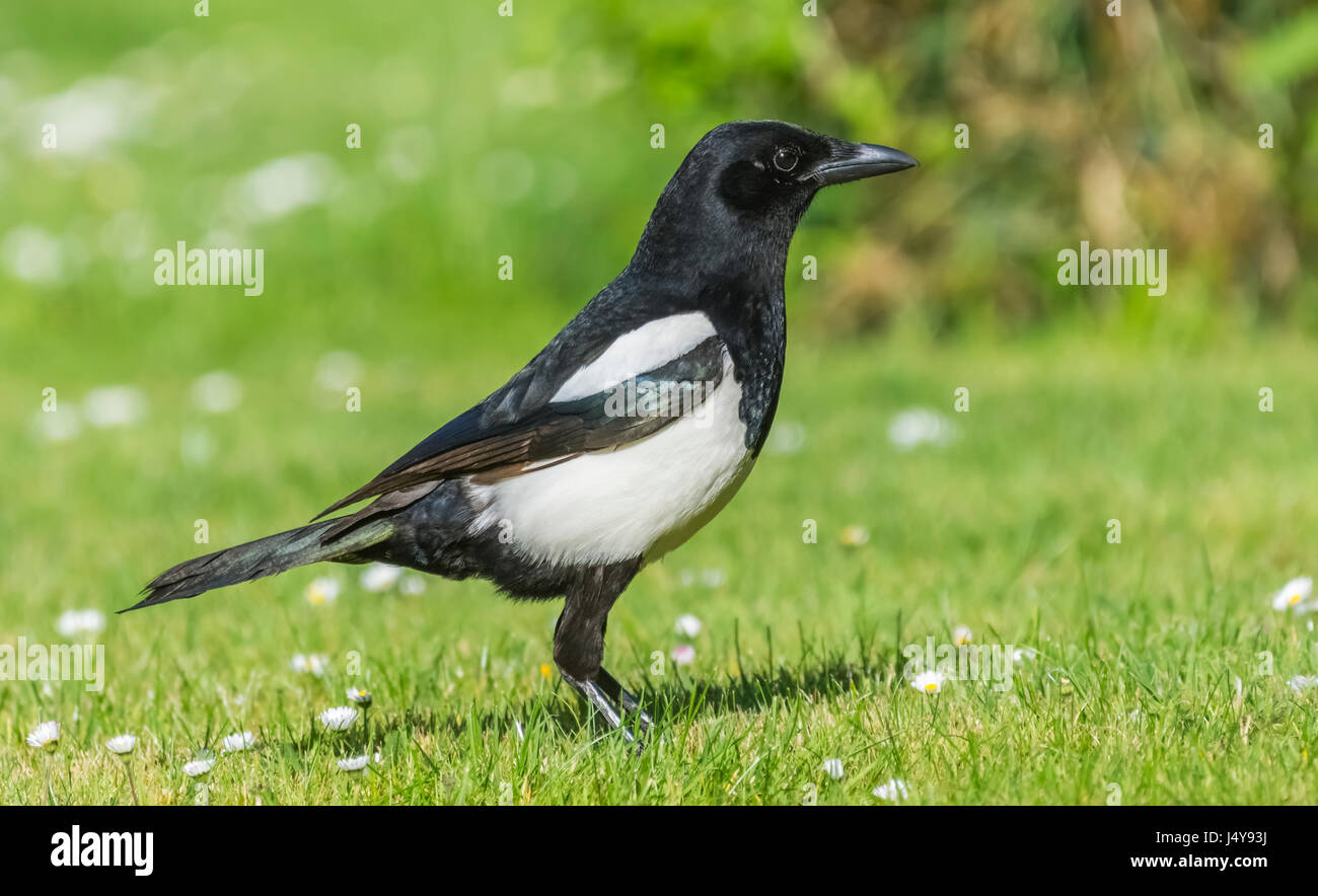 Side view of a Eurasian Magpie bird (Pica pica) standing on grass in West Sussex, England, UK. Stock Photo