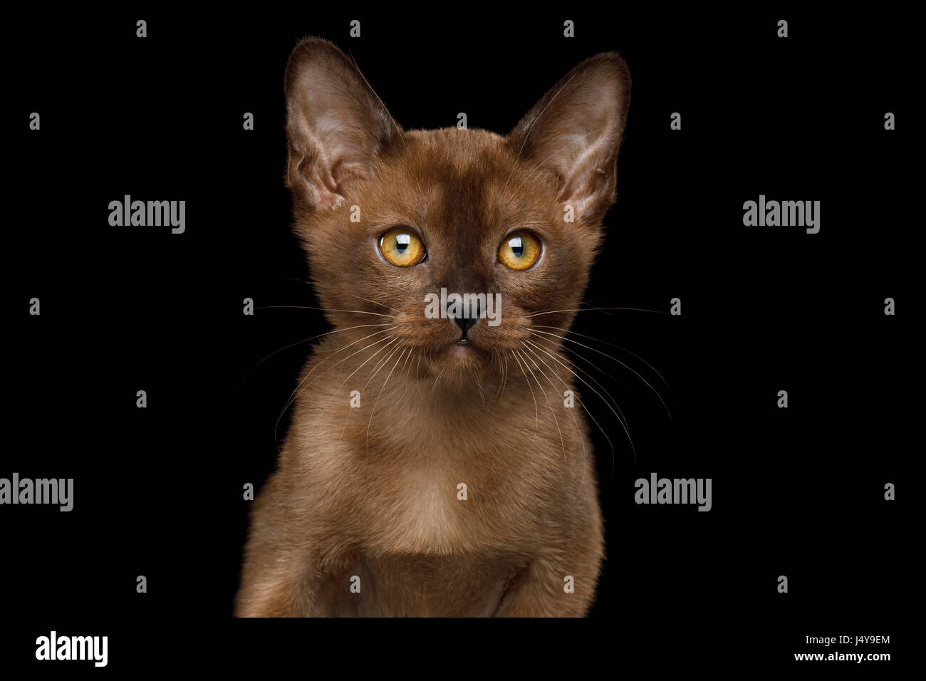 Portrait of Burmese Kitten with yellow eyes sable fur on Isolated Black Background, front view Stock Photo