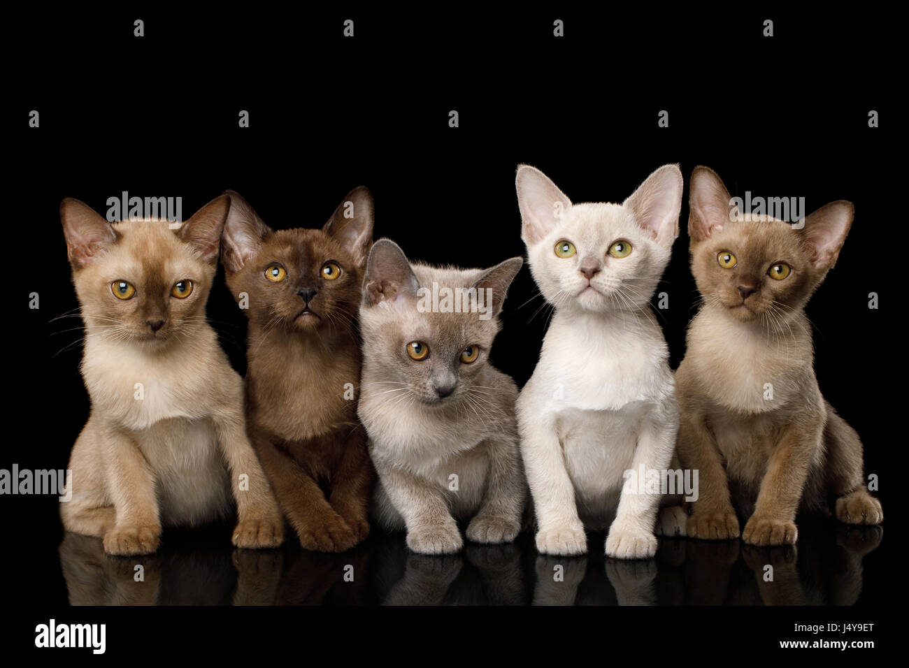 Group of Five Burmese Kittens with Different Fur Colors Sitting on