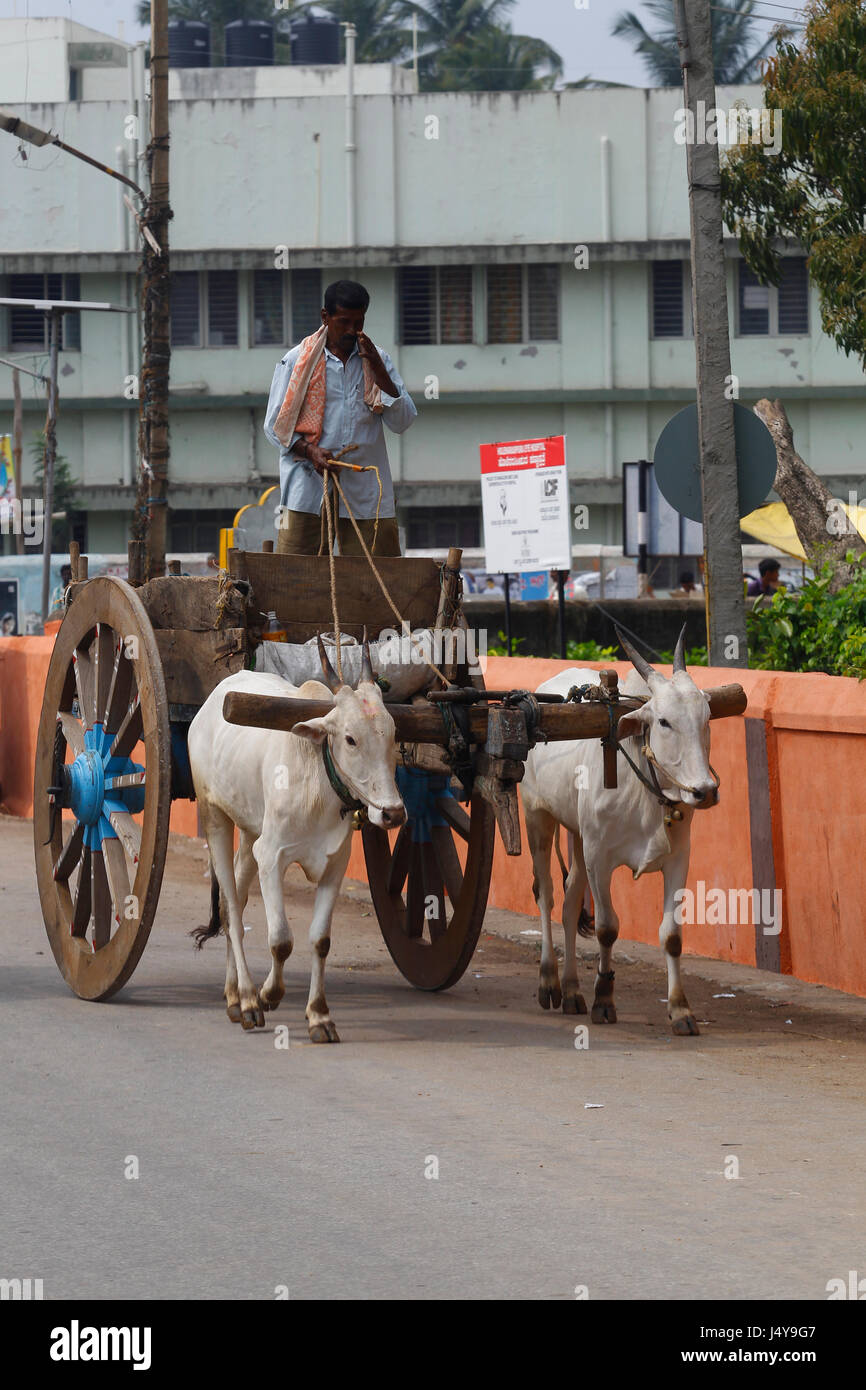 Indian man with an old cart pulled by oxes, Karnataka, India Stock Photo