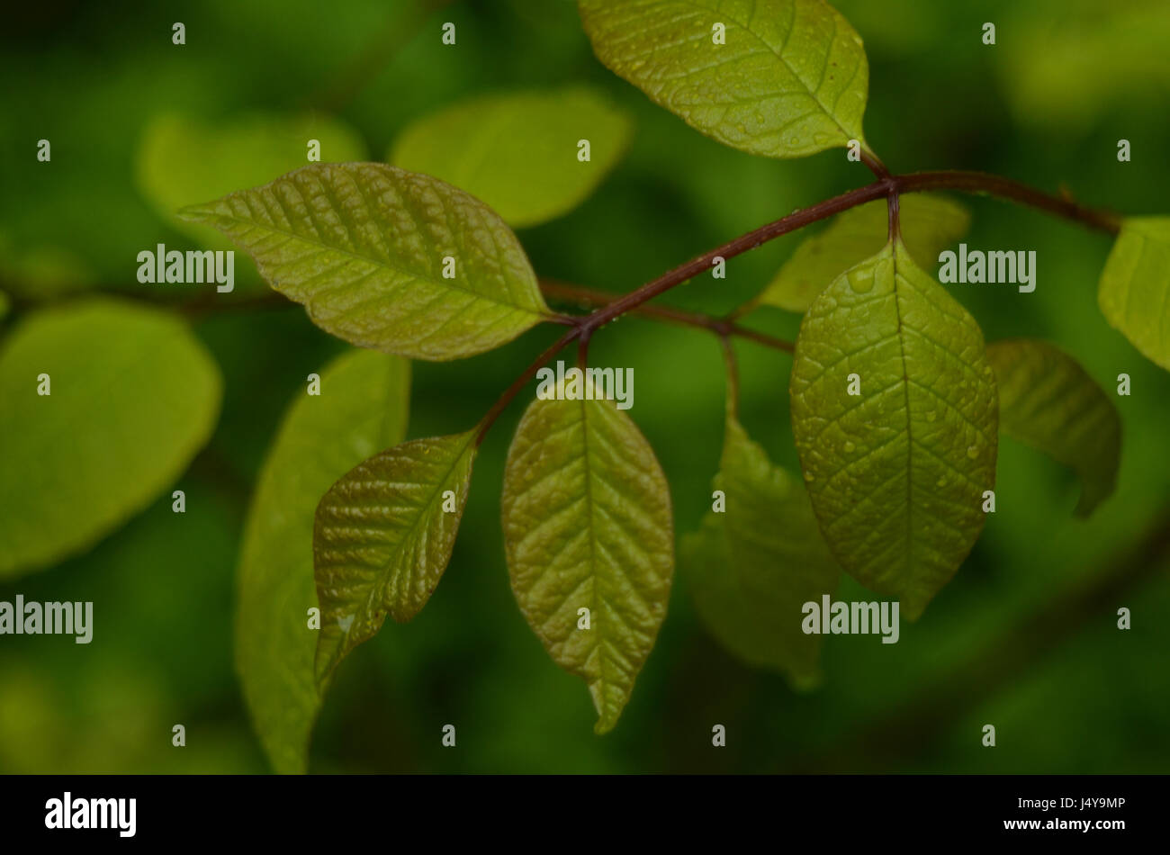 Leaf Pattern Rspb Patterns in nature hi-res stock photography and images - Alamy