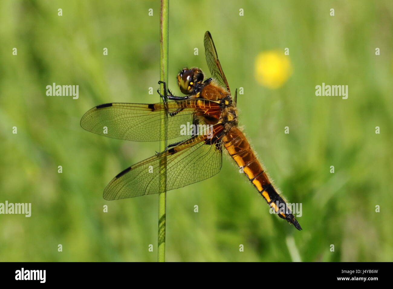 Four-spotted Chaser Stock Photo