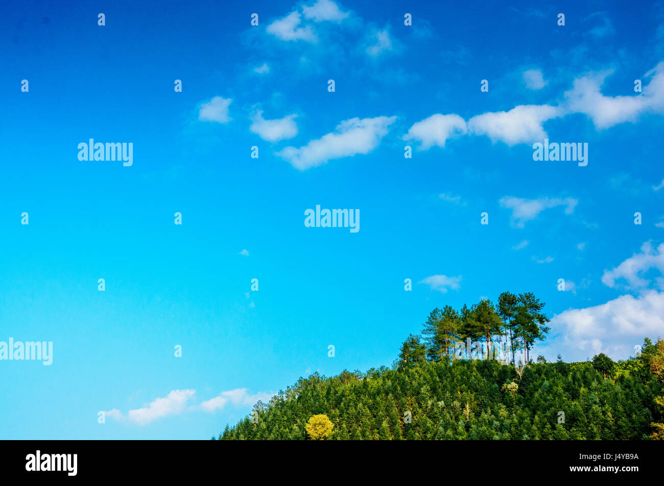 Trees with blue sky in summer Stock Photo - Alamy