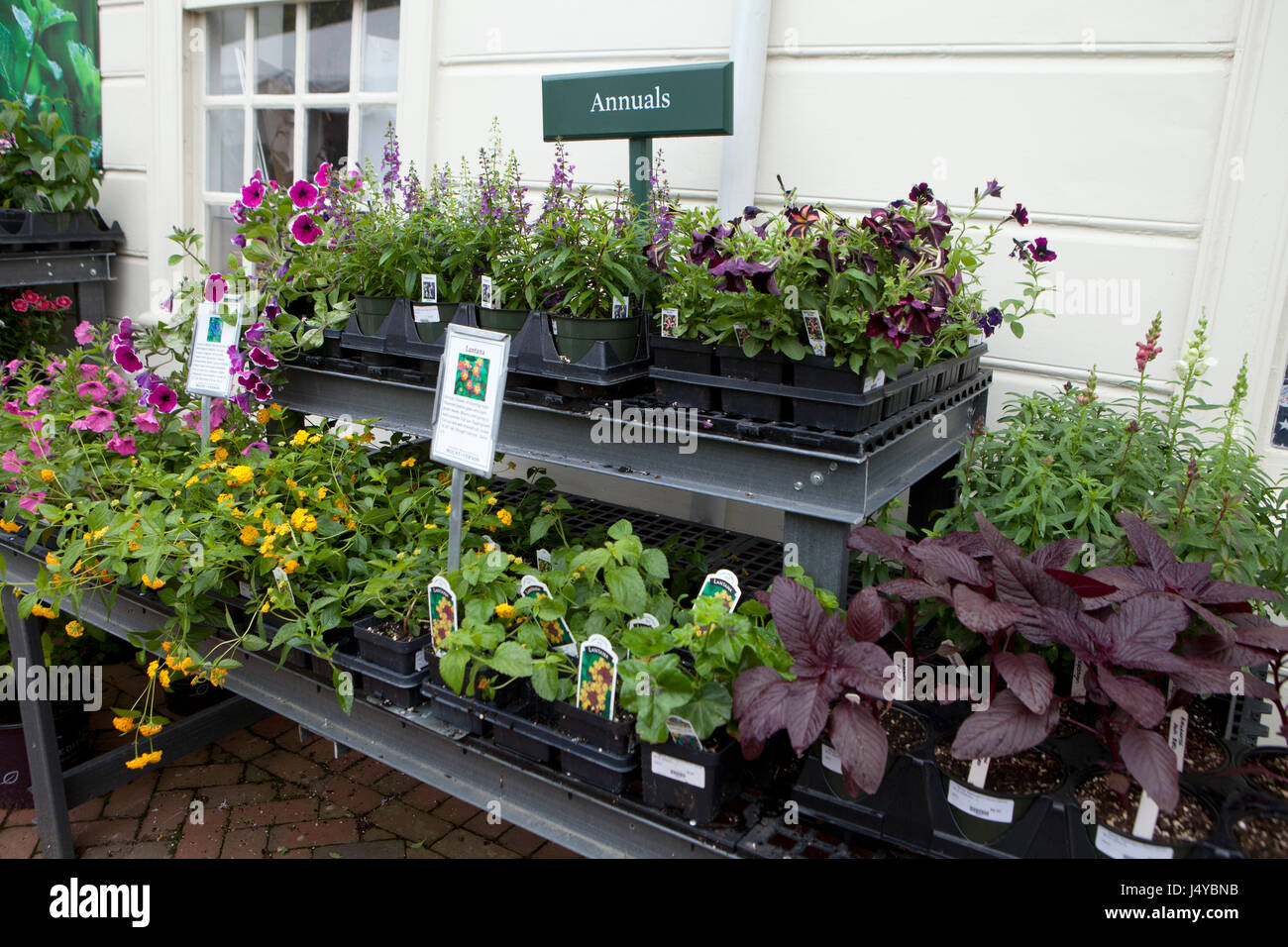 Annual garden plants for sale at garden center - USA Stock Photo
