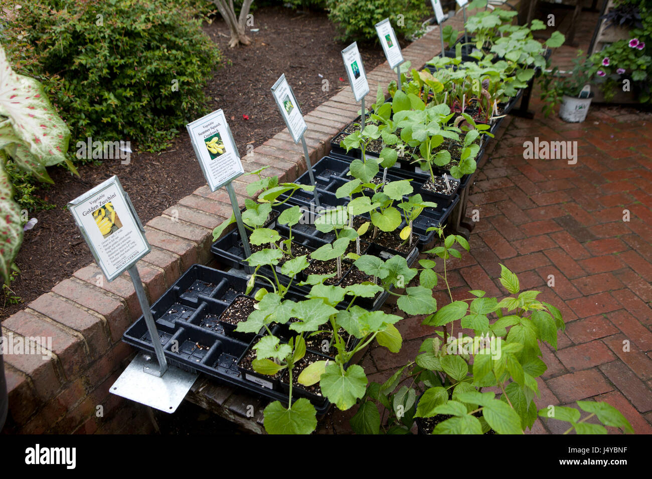 Squash seedling trays at garden center - USA Stock Photo
