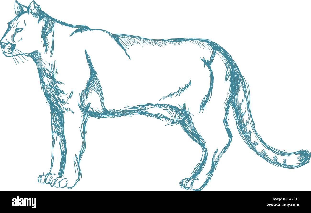 hand drawn cougar or mountain lion. animal blue sketch wildlife Stock Vector