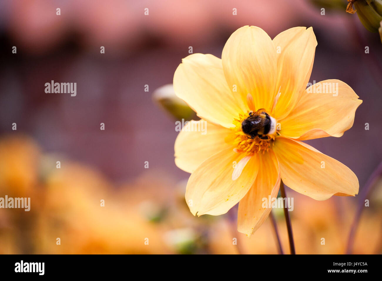 Bumble Bee on Yellow Flower Stock Photo