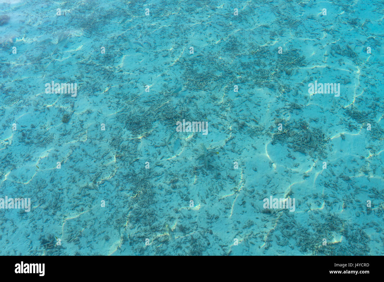 sea or ocean with transparent blue water Stock Photo