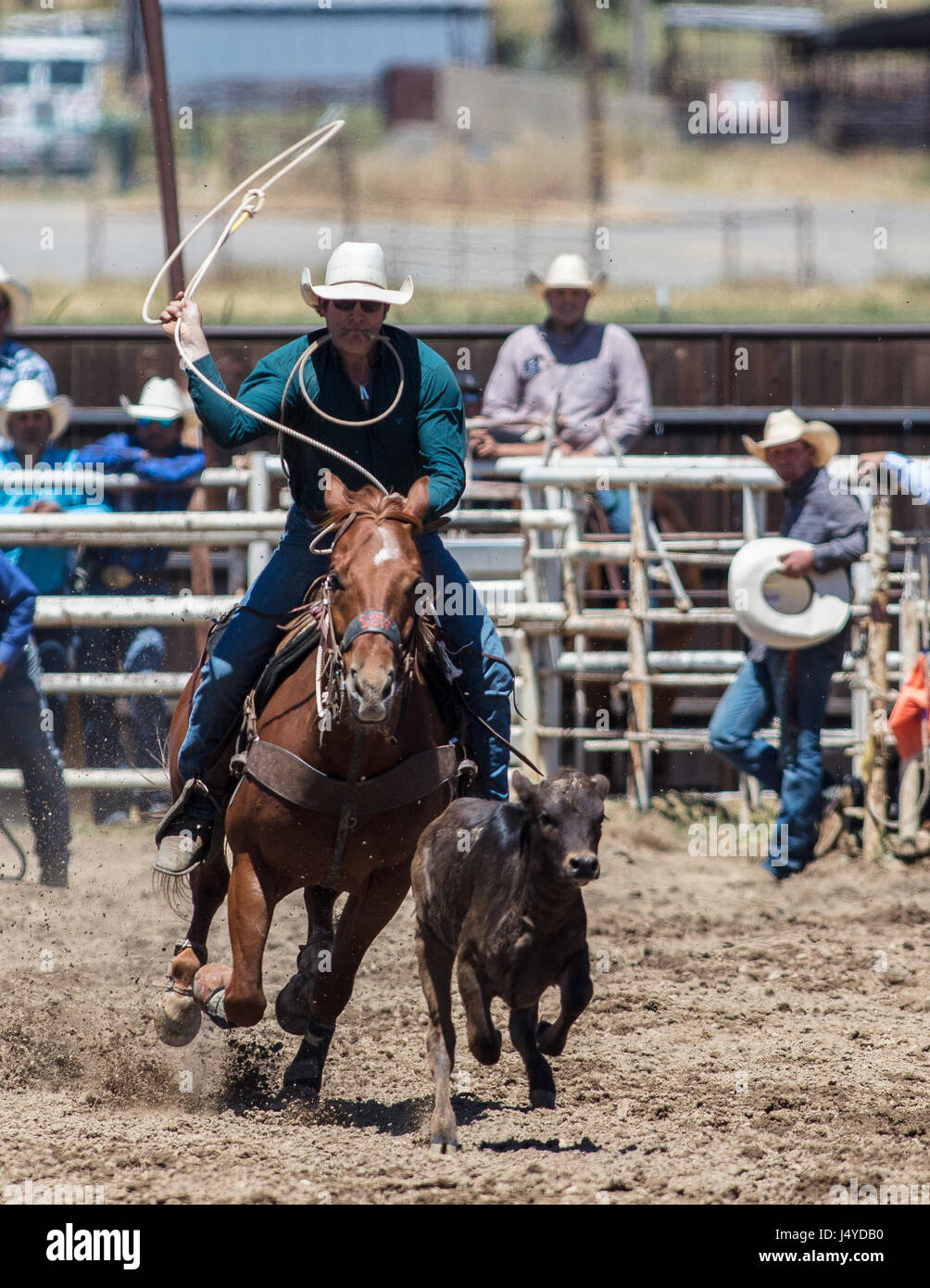 Calf roping action at the Cottonwood Rodeo in California. Stock Photo