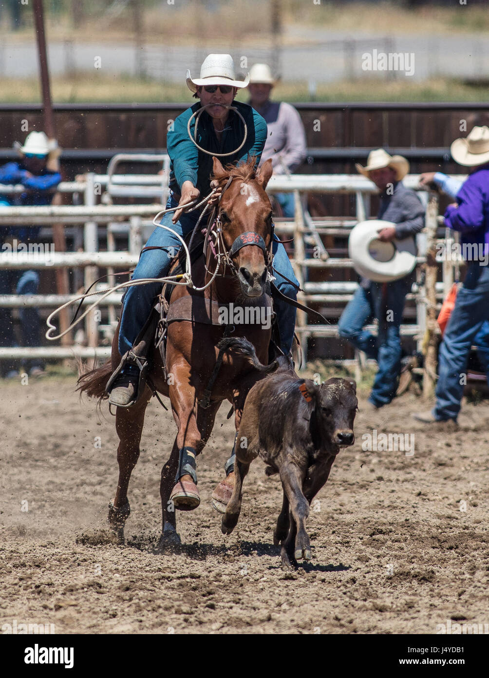 Calf roping action at the Cottonwood Rodeo in California. Stock Photo