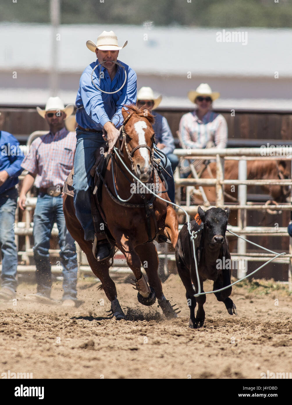 Calf roping action at the Cottonwood Rodeo in California. Stock Photo