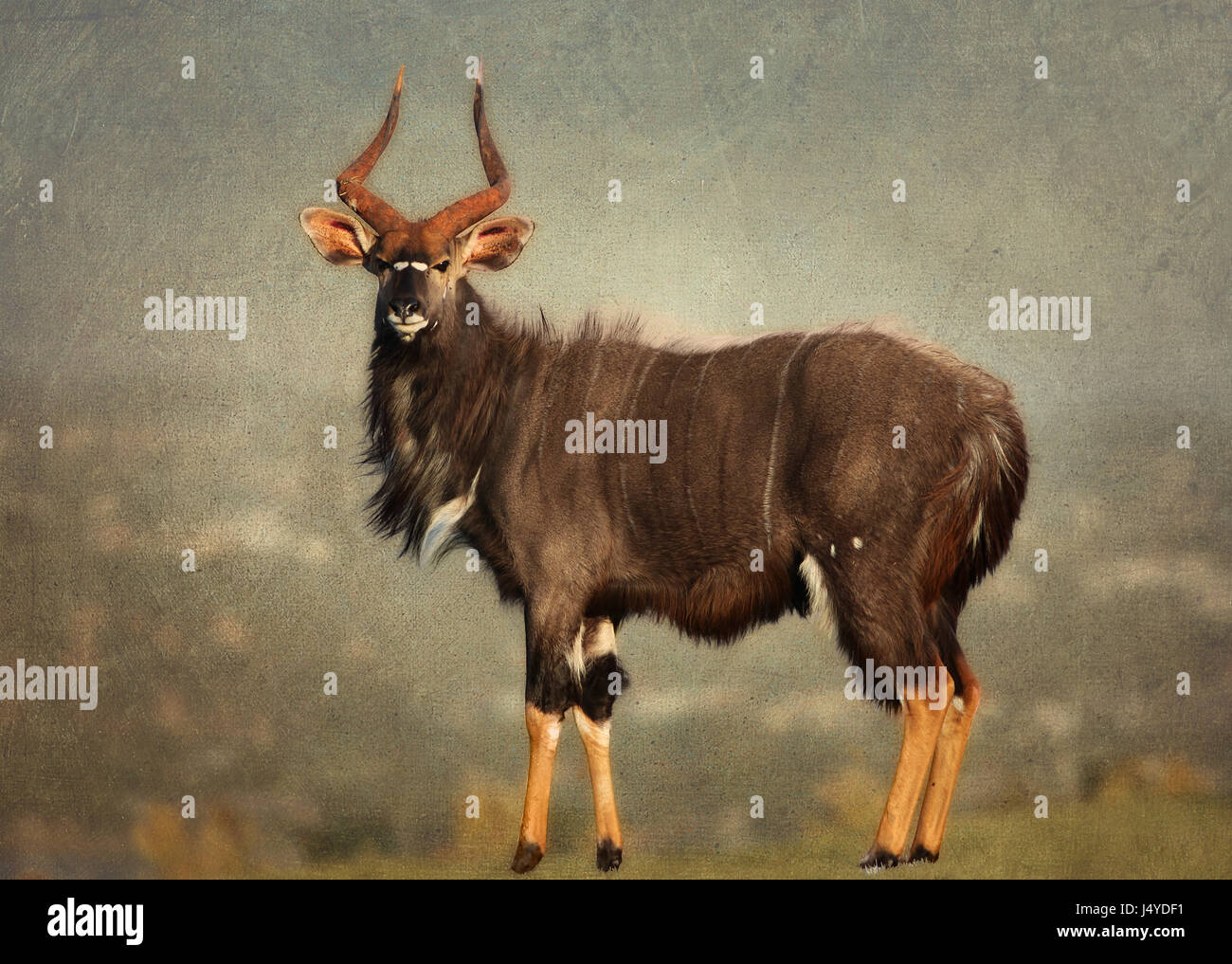 The Nyala is one of the most beautiful buck species in Africa. They are elegant and inquisitive. Stock Photo