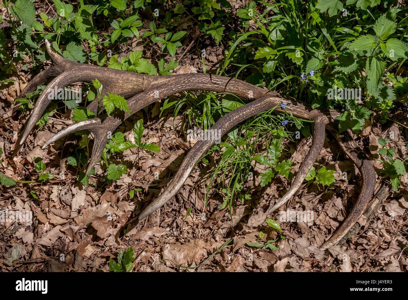 Red deer antler (Cervus elaphus) in the forest Stock Photo
