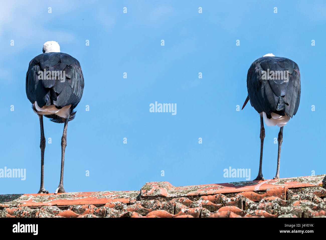 Back view of two woolly necked stork perched on top of tiled roof ...