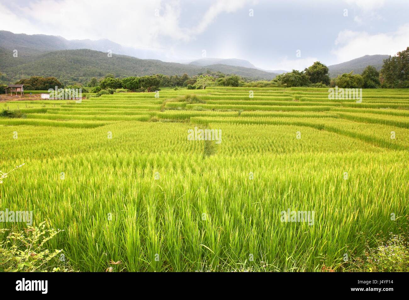 Angami Terrace Rice rice terrace at chiangmai , thailand Stock Photo - Alamy