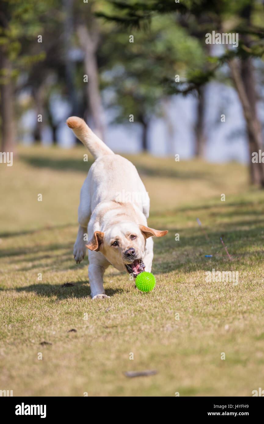 The Labrador retriever playing on the grass Stock Photo - Alamy