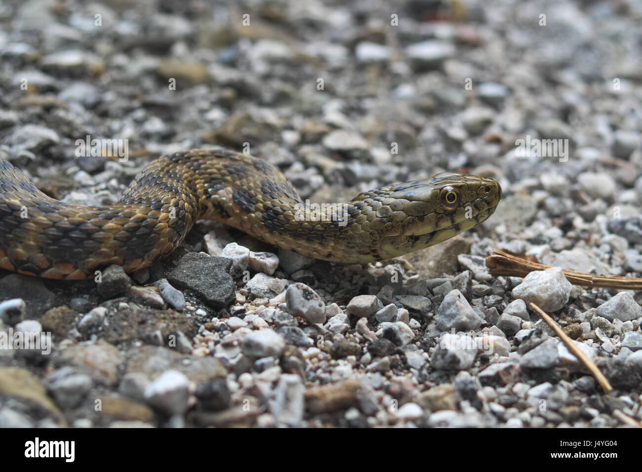 Head of a dice snake (Natrix tassellata) Stock Photo