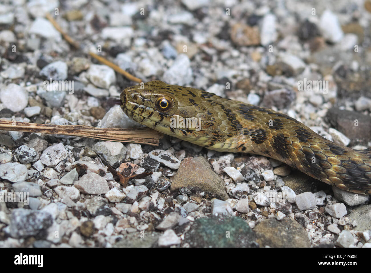 Head of a dice snake (Natrix tassellata) Stock Photo