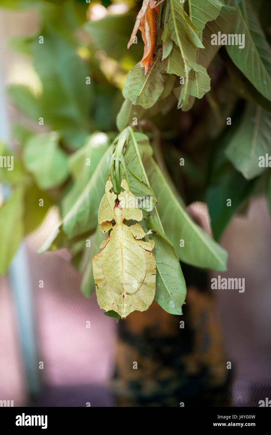 Phyllium Giganteum,  Pulchifolium leaf, bug like leaf Stock Photo