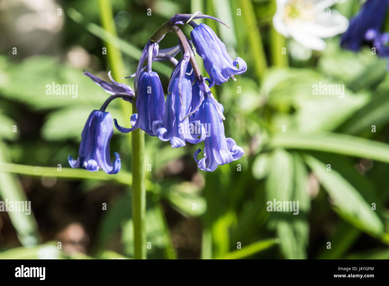 Bluebell in woodland, selective focus, blurred wood anemone background Stock Photo